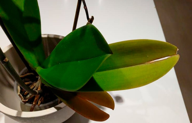 Miért repednek az orchideák levelei? Okok és megoldások